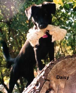 daisy1